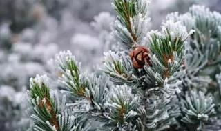 下里巴人指的是什么